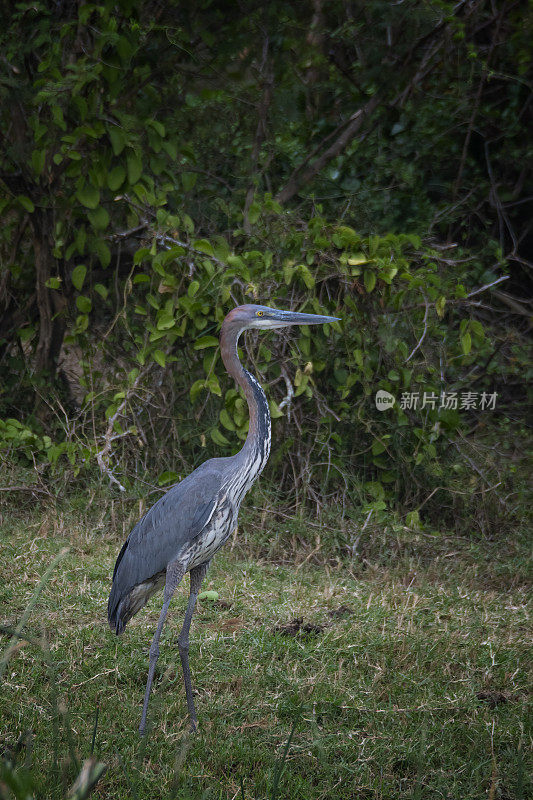 歌利亚鹭(Ardea Goliath)，野生动物拍摄，乌干达